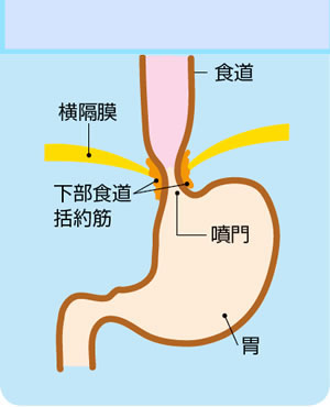噴門２