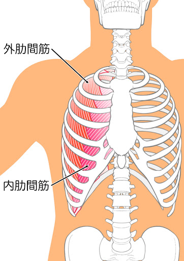 肋間筋