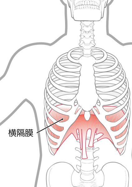 横隔膜