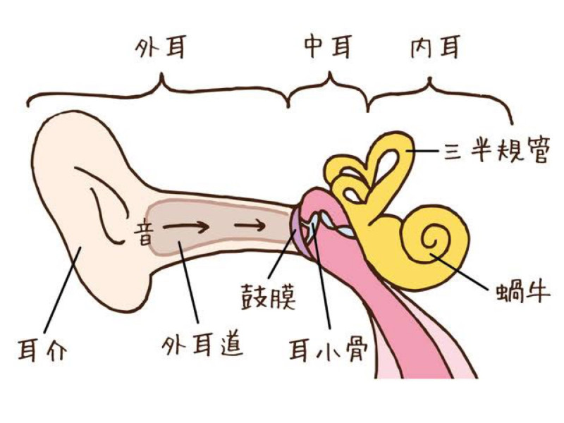 耳の構造原本１のコピー